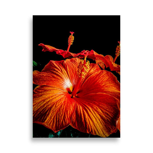 Hibiscus Poster | Inez - Vamejo Design