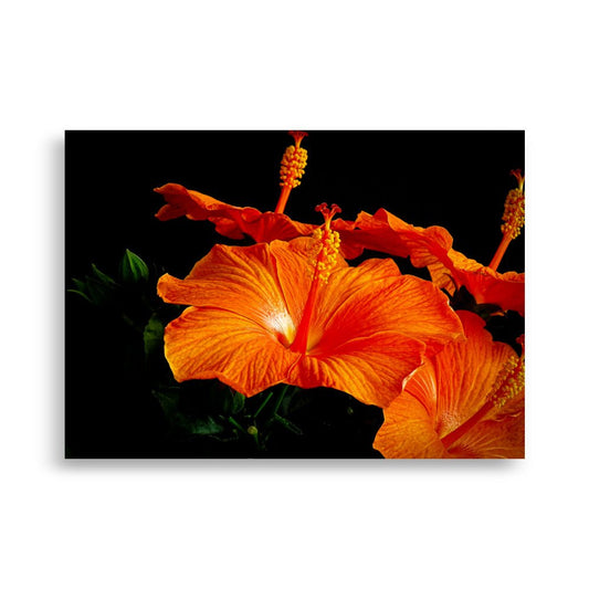 Hibiscus Poster | Tropical Flame - Vamejo Design