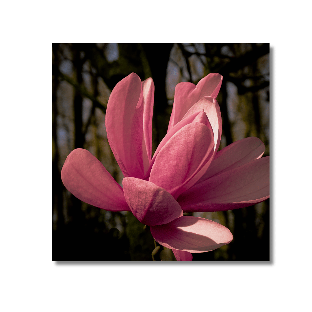 Volledig ontbloeide roze magnolia met grote vlezige bloemblaadjes in natuurlijk daglicht tegen zachte wazig groene achtergrond