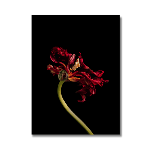 Faded Glory kunstposter verwelkte rode tulp clair obscur