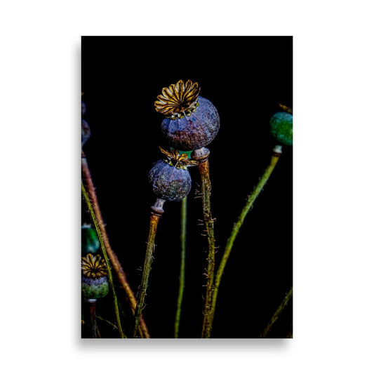 Papaver Poster | Night Vision - Vamejo Design