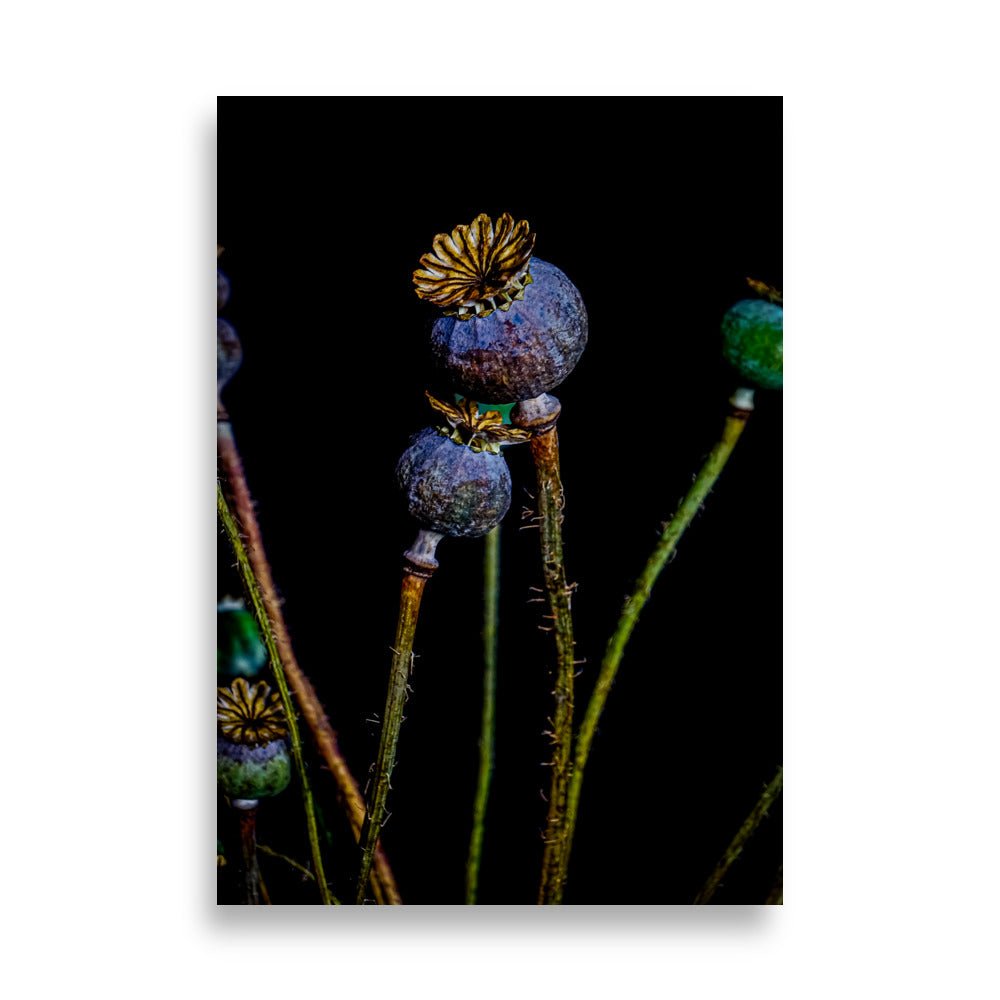 Drie blauwe klaproos zaaddozen met gouden kronen op groene stelen tegen diepe zwarte achtergrond, mystieke nachtelijke botanische fotografie