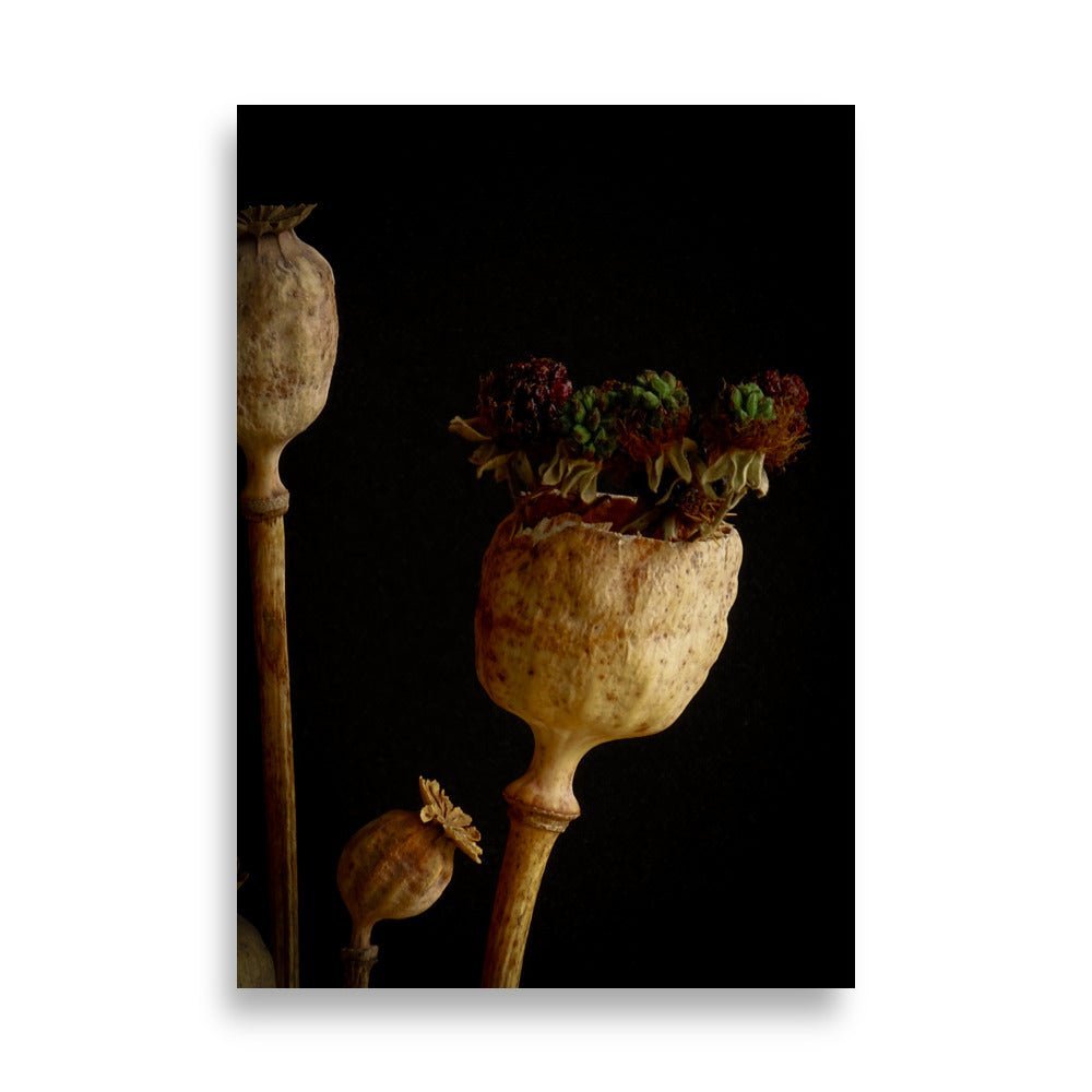 Drie rustieke klaproos zaaddozen in warme goudbruine tinten met groene bladeren tegen zwarte achtergrond, vintage botanische fotografie