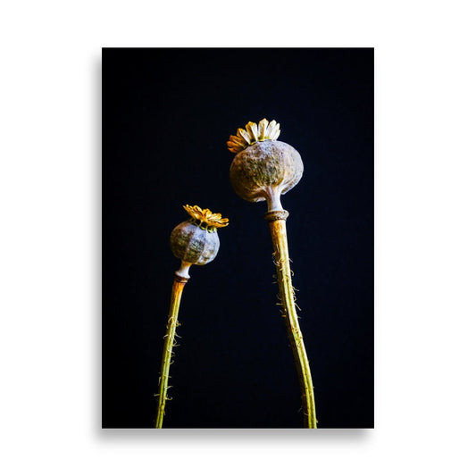 Papaver Poster | Senna - Vamejo Design