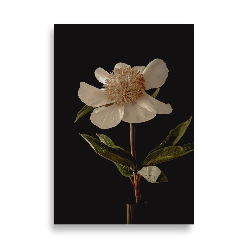 Een elegante witte pioen met crèmekleurig hart tegen een diepzwarte achtergrond. De delicate bloem heeft zes grote, lichtgetinte bloembladeren rondom een weelderig centrum van fijne meeldraden. De bloem wordt gedragen door een slanke stengel met enkele glanzende groene bladeren, wat zorgt voor een klassiek botanisch portret met een dramatisch contrast.