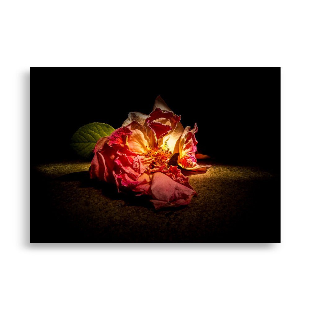 Een verwelkte roos met rood-oranje bloembladeren die van binnenuit lijkt te gloeien tegen een donkere achtergrond. De bloem ligt op een ruwe ondergrond met één groen blad nog zichtbaar aan de linkerkant. De dramatische belichting geeft de stervende bloem een bijna etherisch karakter, waarbij het centrum goudgeel oplicht tussen de verkleurende, verschrompelende bloembladeren. Het beeld vangt de vergankelijke schoonheid en het natuurlijke verval van de bloem.