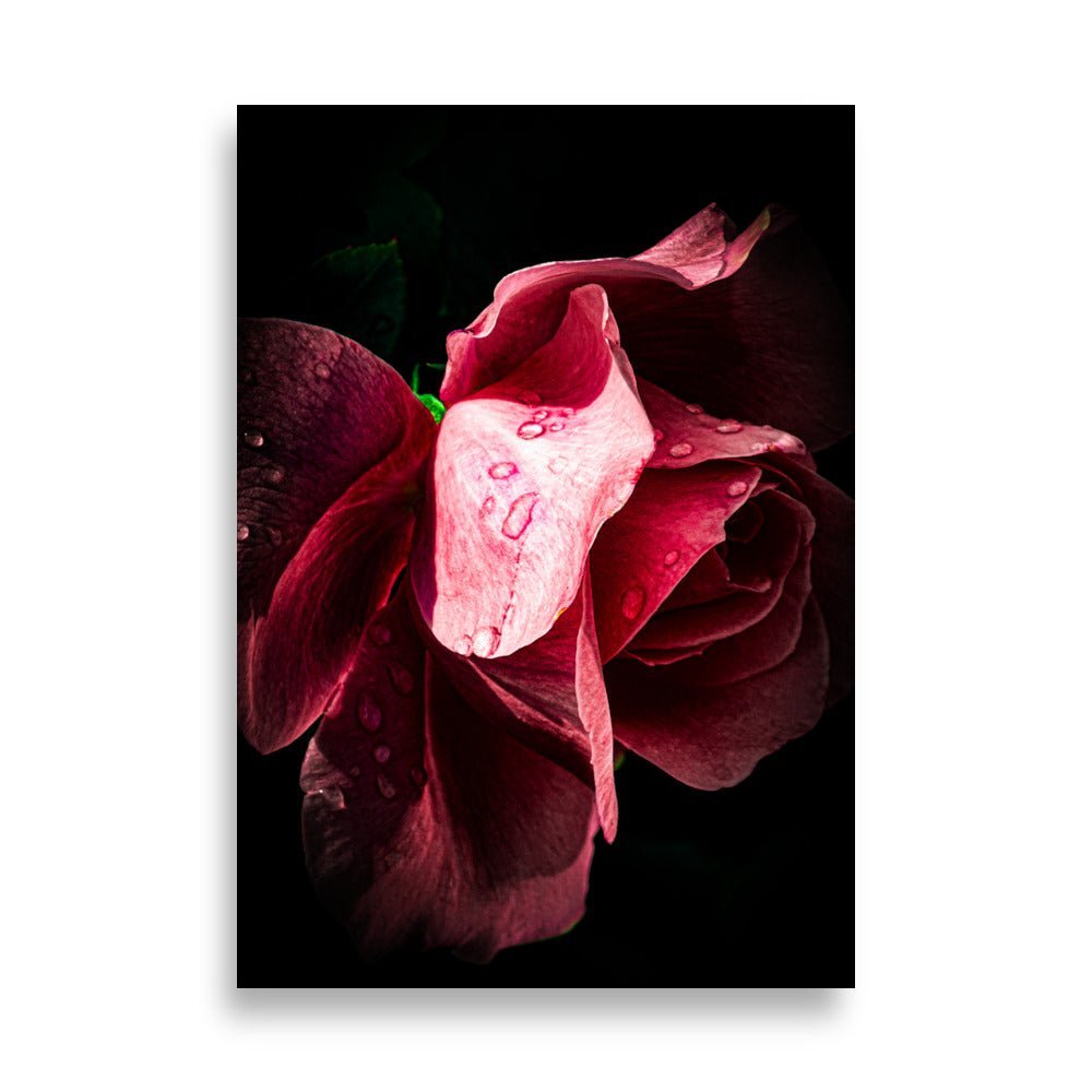 Een close-up van een donkerrode roos met dauwdruppels tegen een zwarte achtergrond. De fluweelachtige bloembladeren hebben verschillende tinten rood en roze, met lichtere binnenbladeren. Waterdruppels glanzen op het oppervlak van de bloembladeren, wat de delicate textuur en vochtige frisheid van de bloem benadrukt.