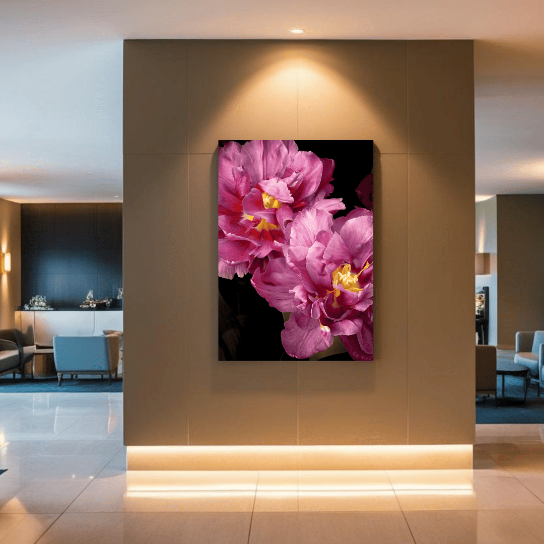 Premium botanische kunstprint van stralende roze tulpen met gele meeldraden tegen zwarte achtergrond op Hahnemühle FineArt Baryta papier van museumkwaliteit.