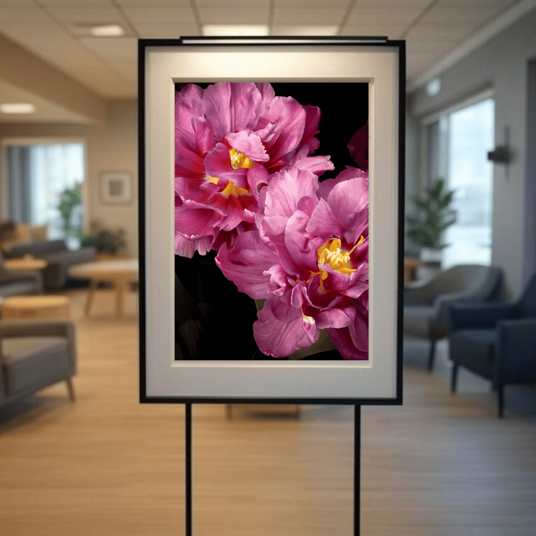 Premium botanische kunstprint van stralende roze tulpen met gele meeldraden tegen zwarte achtergrond op Hahnemühle FineArt Baryta papier van museumkwaliteit.
