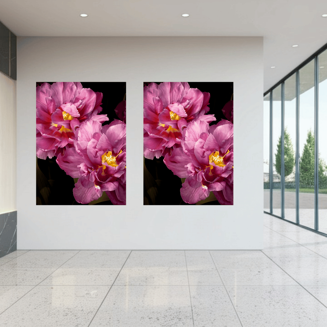 Premium botanische kunstprint van stralende roze tulpen met gele meeldraden tegen zwarte achtergrond op Hahnemühle FineArt Baryta papier van museumkwaliteit.