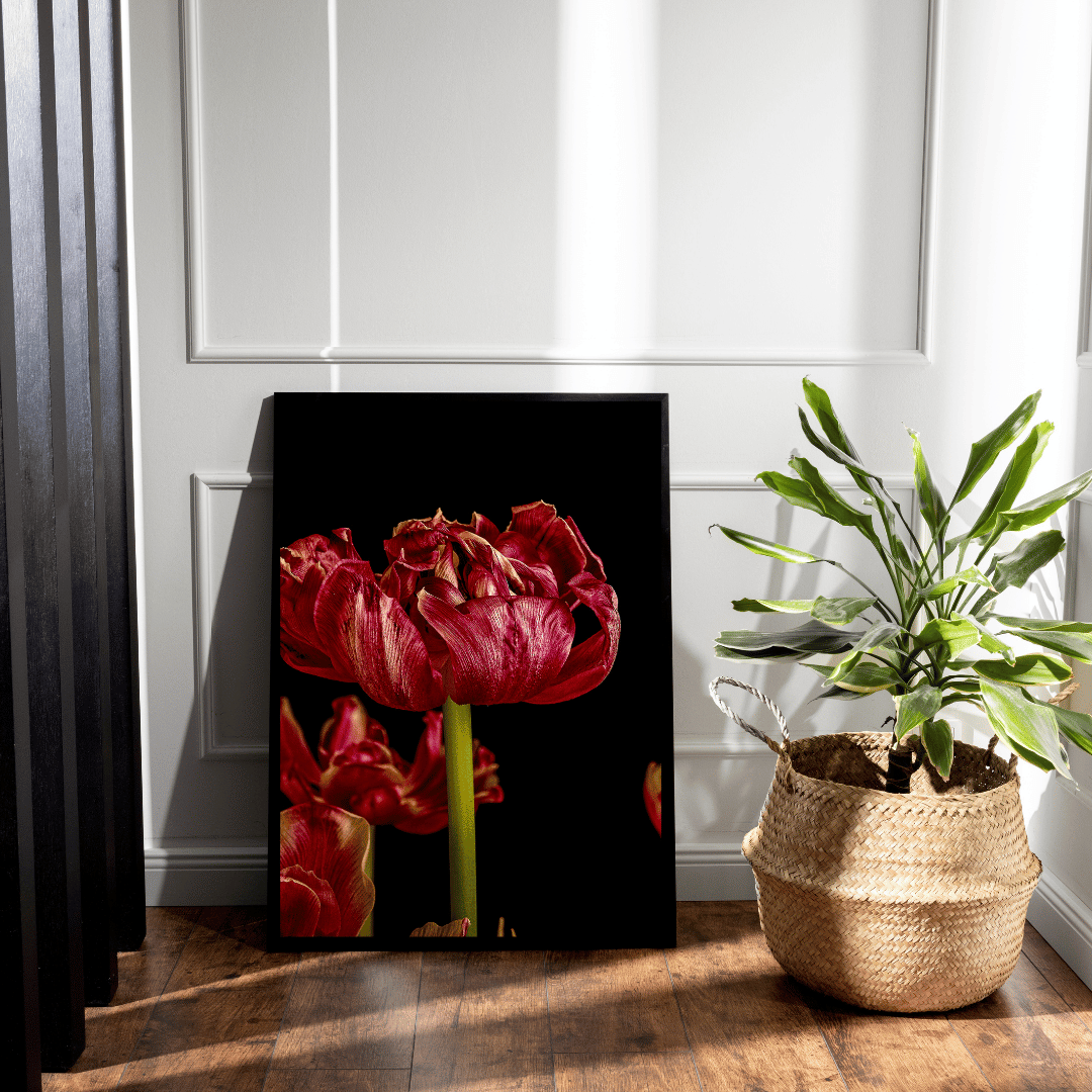 Een weelderige, dubbelbloemige rode tulp met fluweelachtige bloembladeren tegen een diepzwarte achtergrond. De bloem heeft een rijke, dieprode kleur met subtiele oranje accenten aan de randen van de bloembladeren. De gedetailleerde textuur van de bloembladeren is duidelijk zichtbaar, met glanzende oppervlakken die het licht reflecteren. De tulp wordt gedragen door een heldere, groene stengel, en onderin het beeld zijn nog enkele andere tulpen gedeeltelijk zichtbaar. De dramatische belichting benadrukt de le