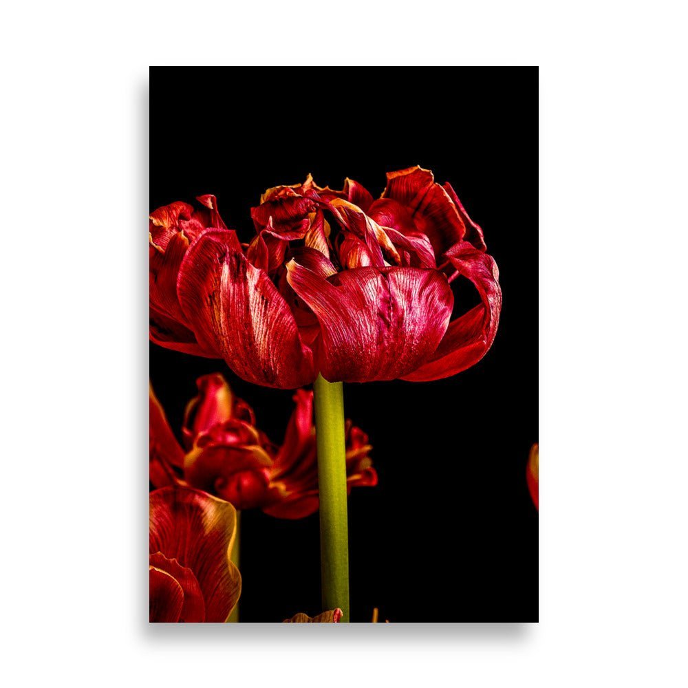 Een weelderige, dubbelbloemige rode tulp met fluweelachtige bloembladeren tegen een diepzwarte achtergrond. De bloem heeft een rijke, dieprode kleur met subtiele oranje accenten aan de randen van de bloembladeren. De gedetailleerde textuur van de bloembladeren is duidelijk zichtbaar, met glanzende oppervlakken die het licht reflecteren. De tulp wordt gedragen door een heldere, groene stengel, en onderin het beeld zijn nog enkele andere tulpen gedeeltelijk zichtbaar. De dramatische belichting benadrukt de le