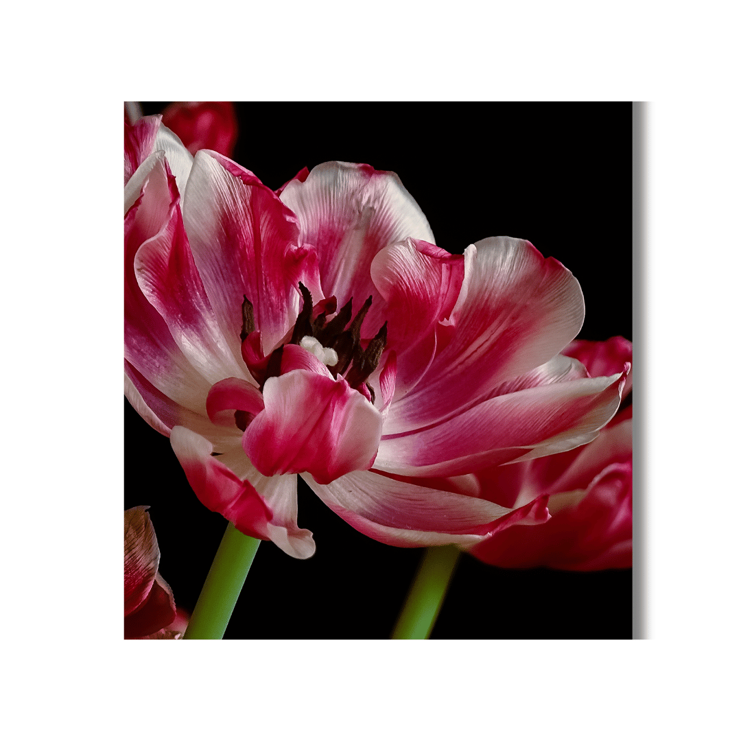 Tulp Poster | Velvet Dreams - Vamejo Design