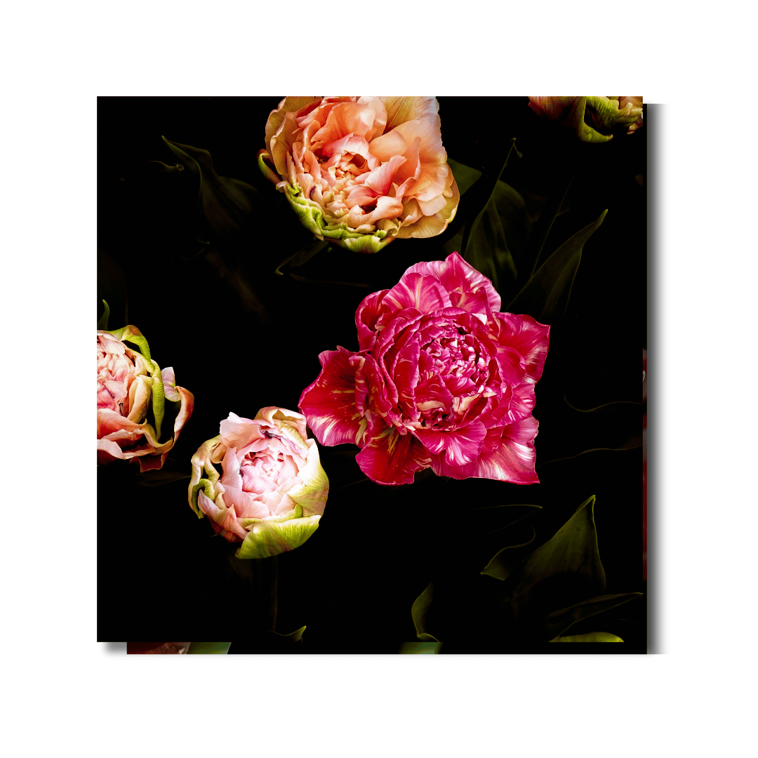 Tulp Poster | Vibrant Tulips - Vamejo Design