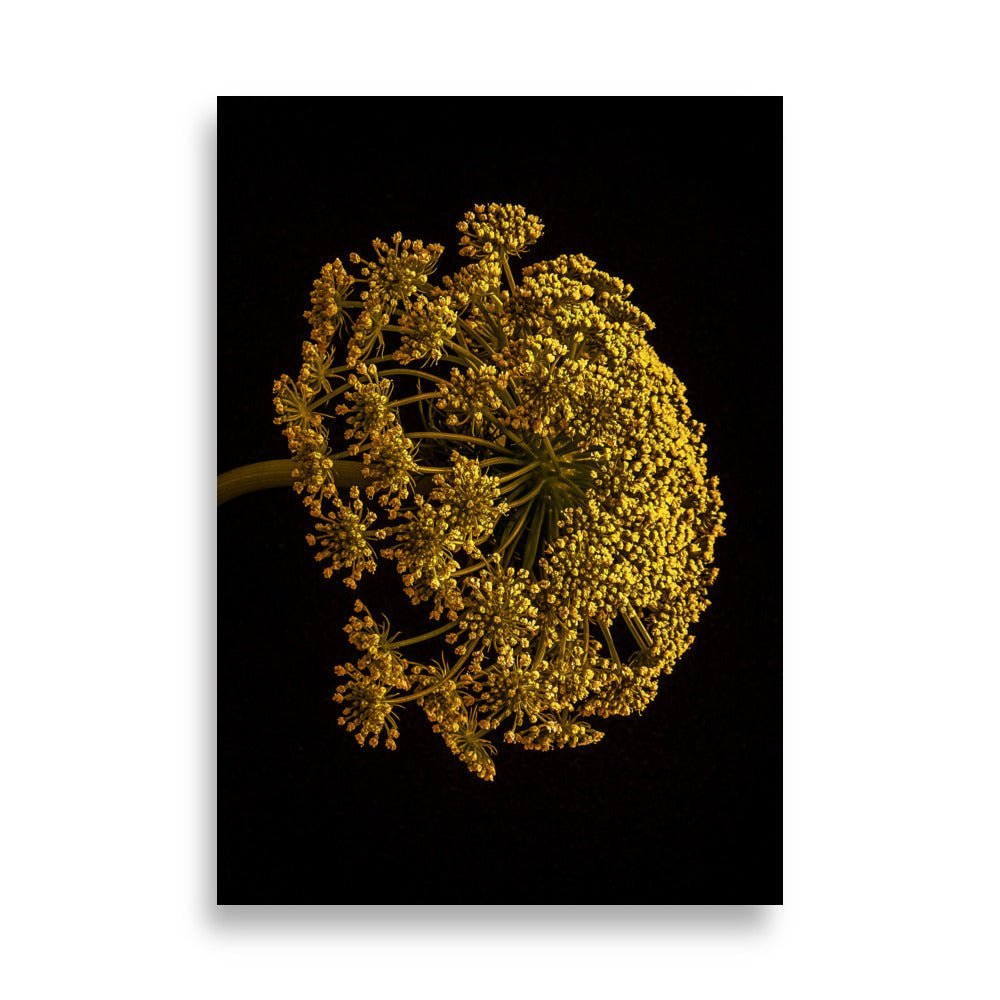 Close-up foto van een zevenblad (Aegopodium podagraria) bloeiwijze tegen een zwarte achtergrond. De plant vertoont een karakteristieke schermvormige bloeiwijze met talrijke kleine, gele bloempjes die samen een elegante, gewelfde structuur vormen. De delicate vertakkingen van de bloemstelen zijn duidelijk zichtbaar, wat de complexe architectuur van deze schermbloemige plant benadrukt. Het goudgele kleurcontrast tegen het diepe zwart geeft de afbeelding een dramatisch en artistiek effect.