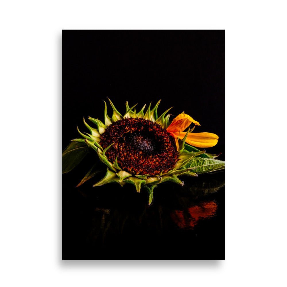 Zonnebloem in knopstadium met donkerrode gestructureerde kern en groene sepalen tegen zwarte achtergrond, energieke botanische kunstfotografie
