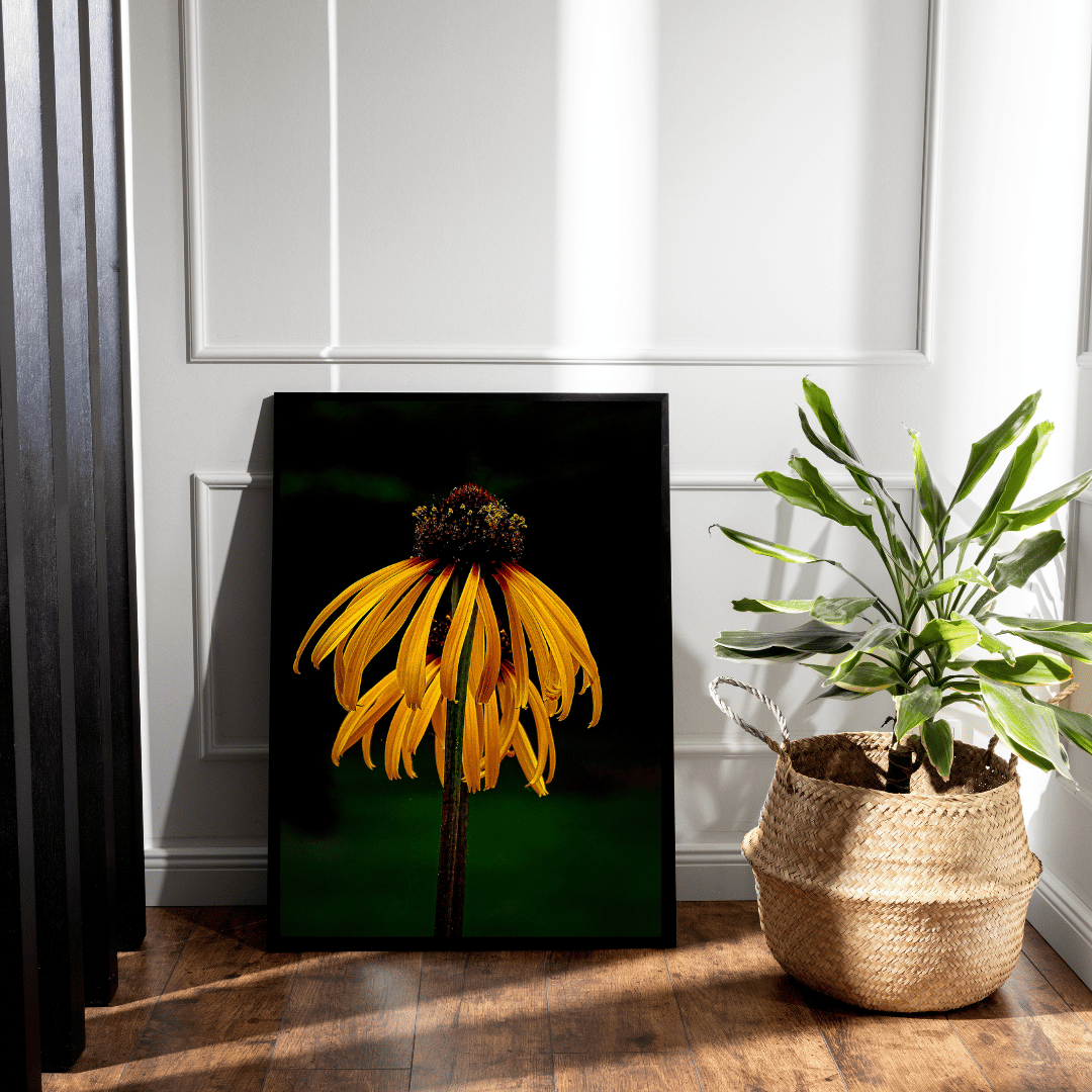 Ingelijste poster van een gele Echinacea naast een plant in een rieten mand, tegen een witte wand.