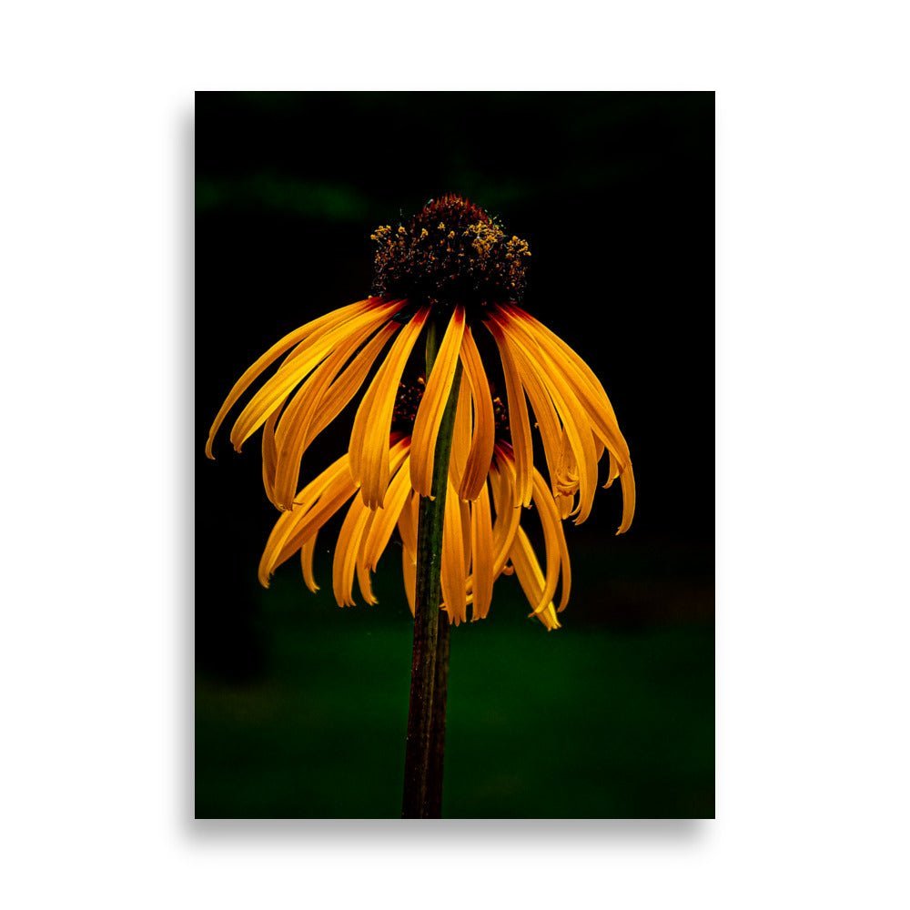 Botanische kunstprint Sunset Reverie toont gele zonnehoed (Echinacea) met goudoranje bloemblaadjes en textuurrijke donkere kern tegen sfeervolle zwarte achtergrond, gedrukt op Hahnemühle FineArt papier.